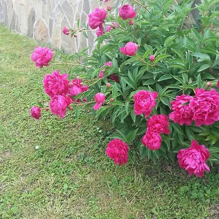 Radulovic Vrnjačka Banja