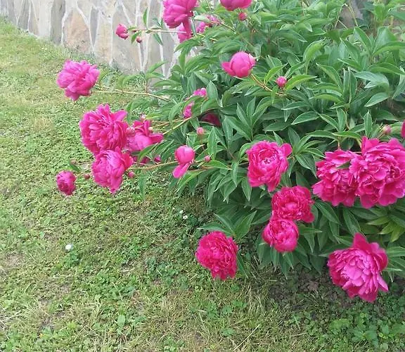 Radulovic Vrnjačka Banja